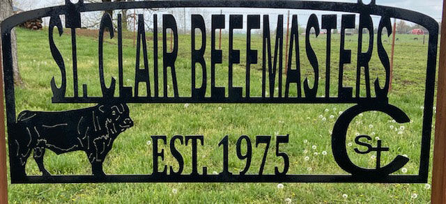 St Clair Beefmasters